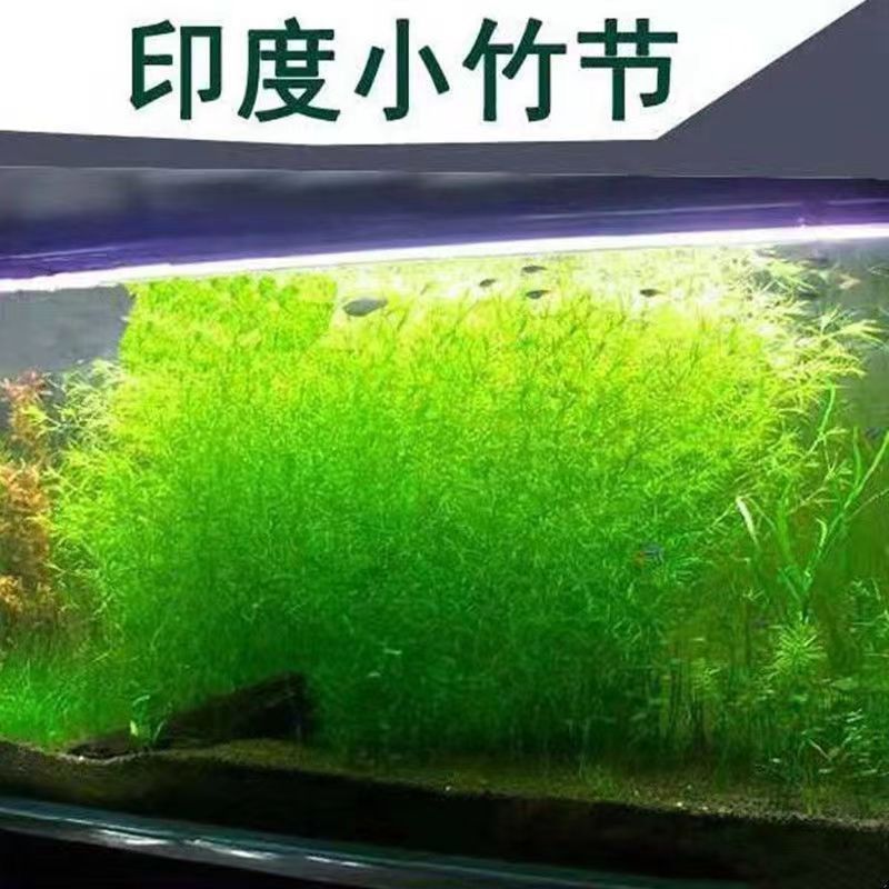 竹节草水草鱼缸孔雀鱼专用网红竹节草印度小竹节真草净化水质增氧