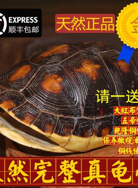 天然精品完整乌龟草龟壳龟甲手把件铜钱六爻摇卦算测卦工具一套