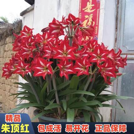 国产朱顶红种球土朱单瓣多年生四季种植室外阳台盆栽庭院花卉植物