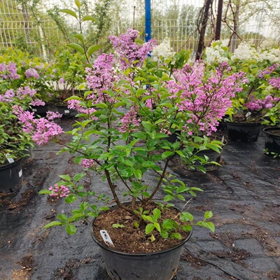 丁香花树苗浓香花苗花卉植物耐寒庭院四季室外别墅白紫丁香花盆栽