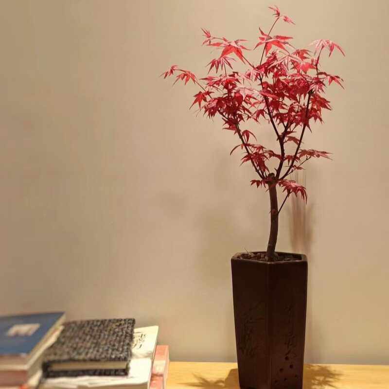 日本红枫盆景矮霸枫树老桩花卉植物室内花办公桌盆栽黄金枫树苗