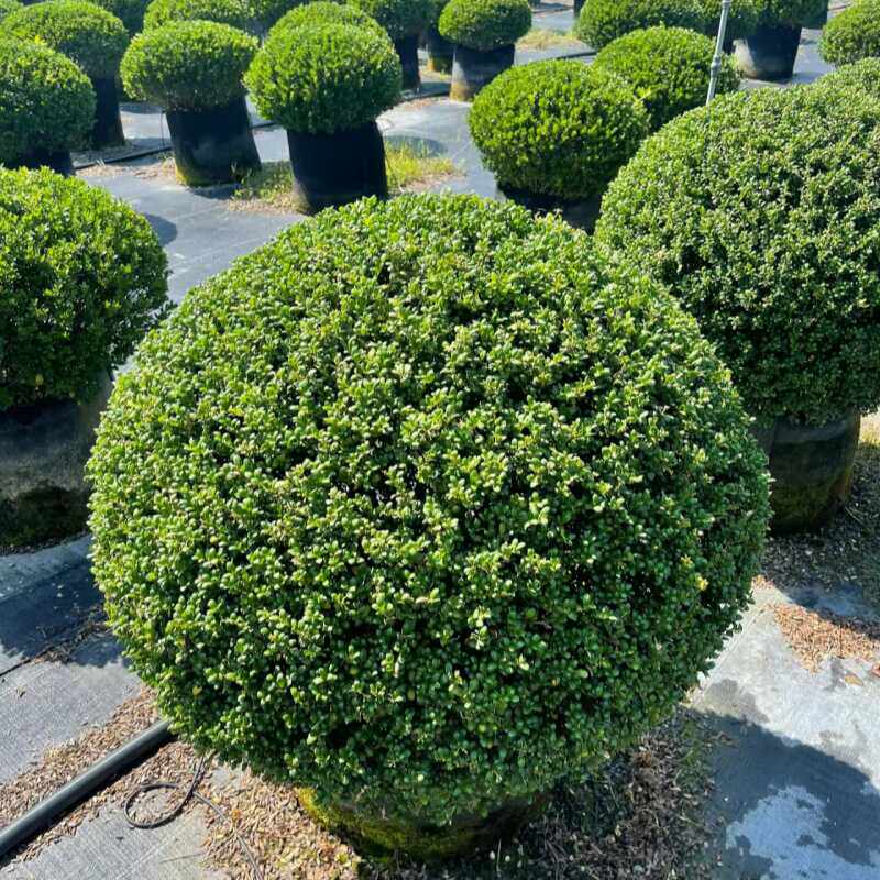 龟甲冬青树苗齿叶冬青球小叶冬青球四季常青庭院绿化景观造型耐寒
