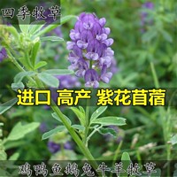 紫花苜蓿种子 猪牛羊兔鱼饲料芽苗菜多年生四季耐寒南方北方牧草