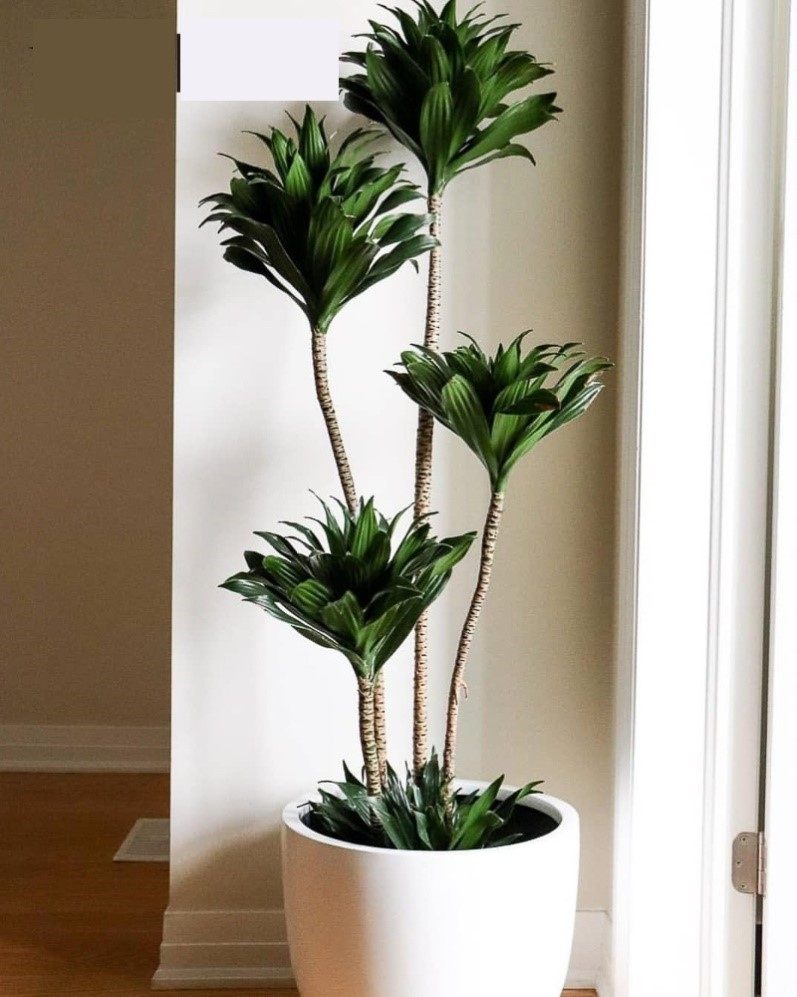 太阳神植物太阳神绿植适合办公室放的绿植适合客厅摆放的绿植盆景