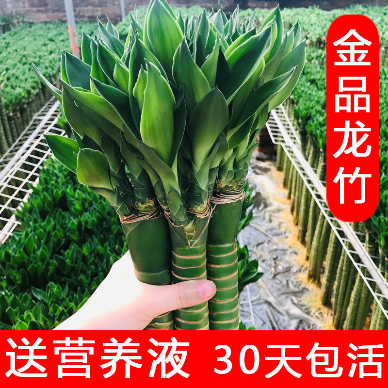 文昌竹4支水培书桌水养文昌塔富贵竹时来运转粗壮粗杆大叶。