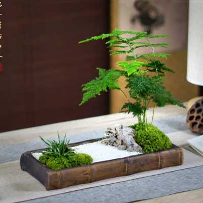 文竹苔藓苔藓枯山水禅意茶桌办公桌面中式日式盆景盆栽米竹凤尾o
