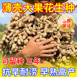 超高产花生种子原种农科院抗旱花生种子高产薄壳大粒大果矮杆早熟