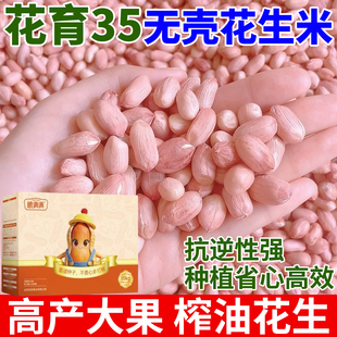 超高产花生种子原种农科院抗旱花生种子高产薄壳大粒大果矮杆早熟