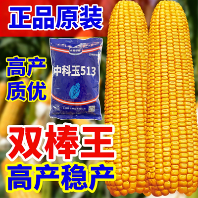 中科玉513特大高产玉米种子抗病杂交良种玉米种子农科院原装正品
