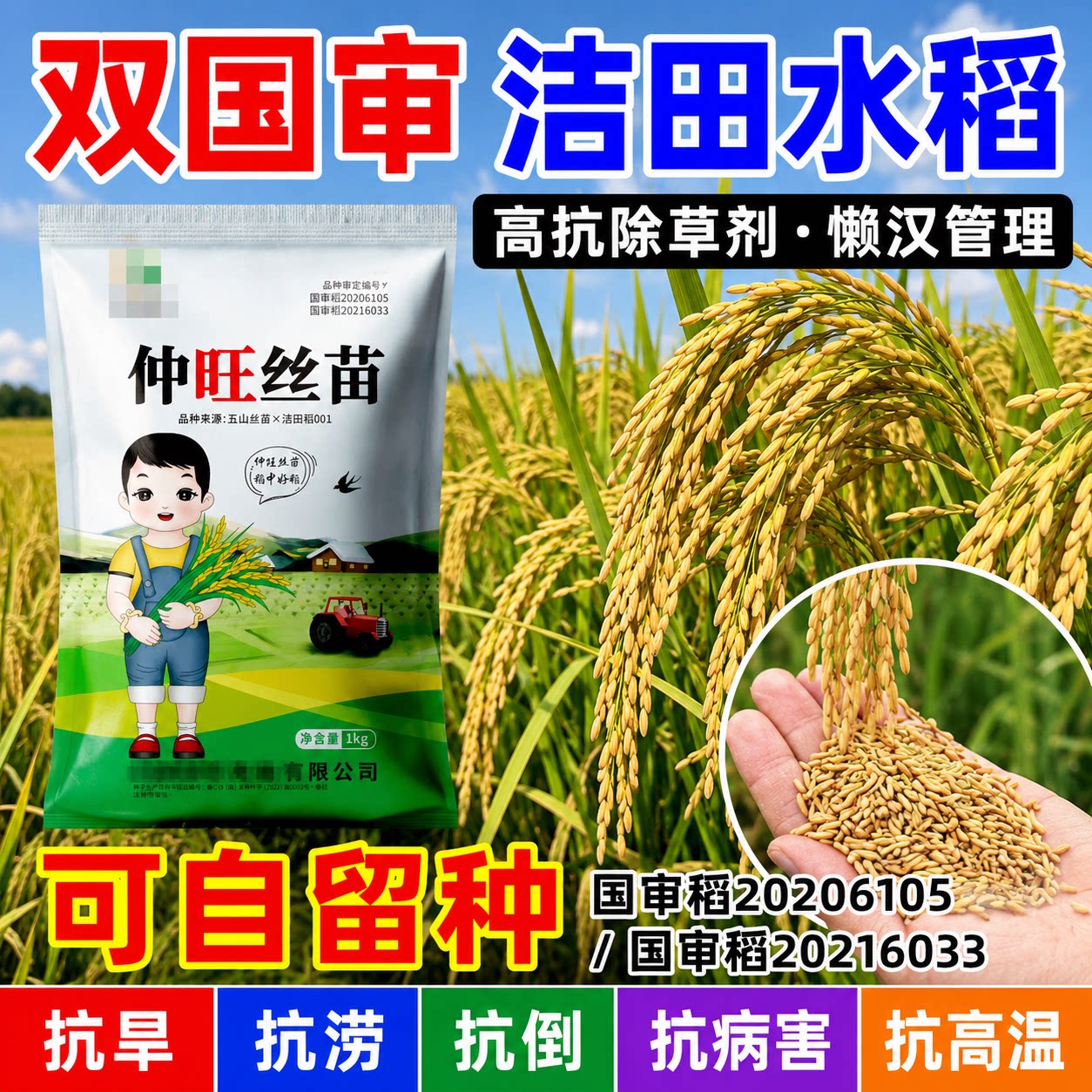 水稻种子常规长粒留种国审高产仲家庭园艺种子