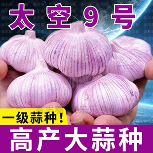 高产太空蒜种大蒜种子籽2025新紫皮大蒜种新品种太空9号特大蒜种