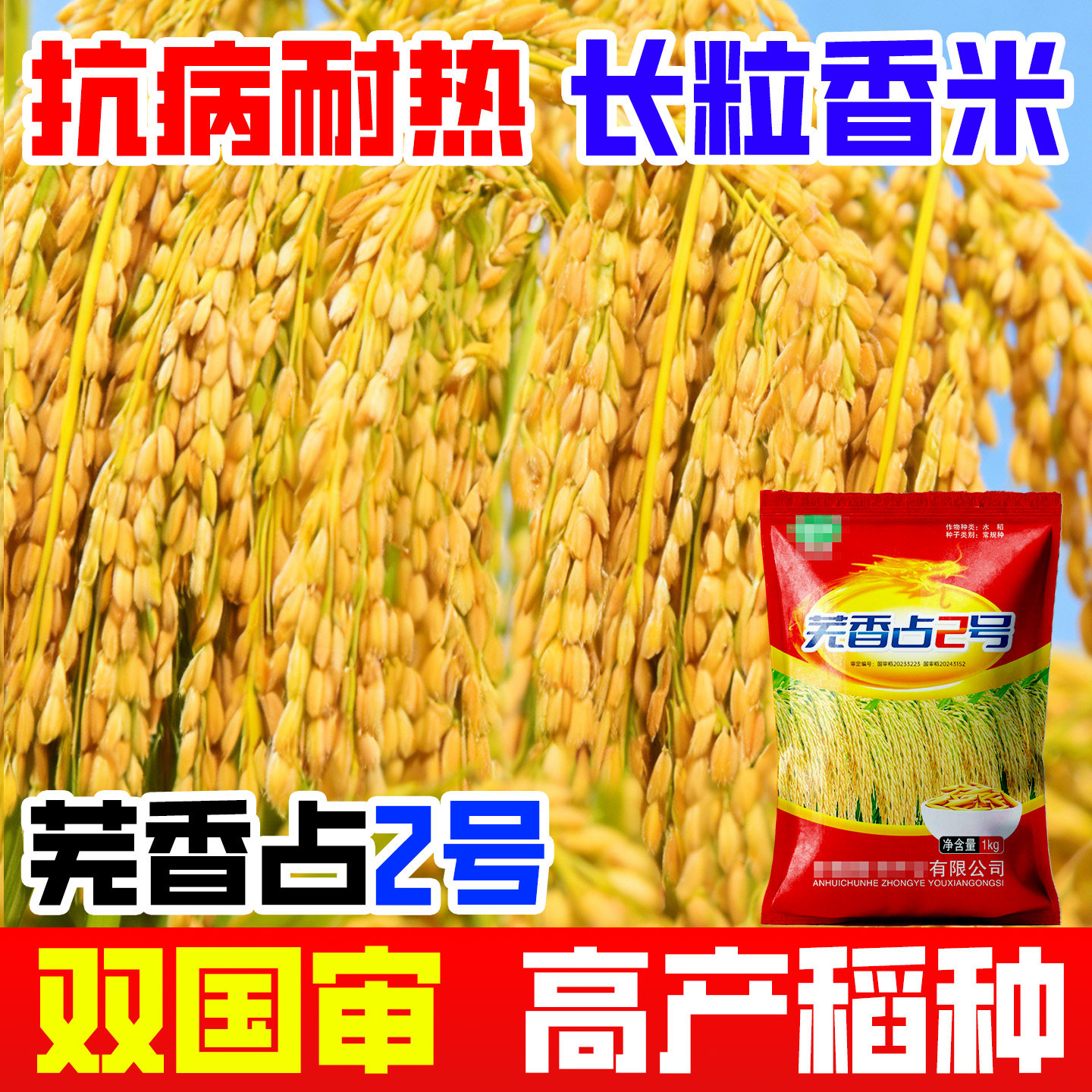 芜香占2号晚稻谷种长粒香米稻种