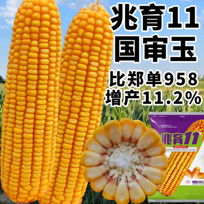 比郑单958还高产的玉米种子好种