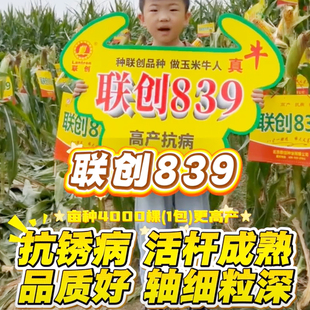 高产玉米种子联创839杂交良种饲料大棒玉米种子农科院原装正品