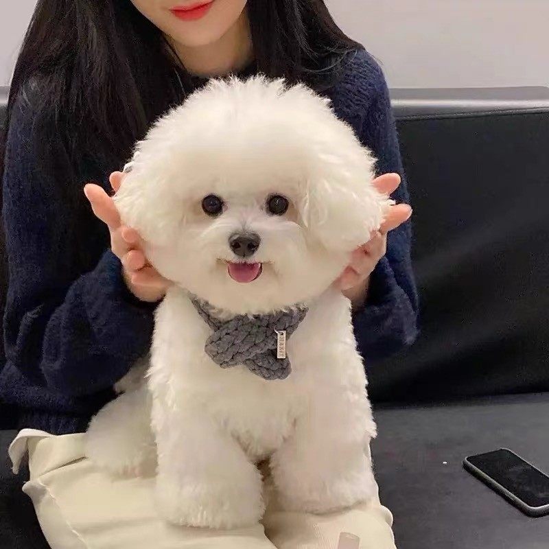 纯种比熊幼犬活体真狗比熊犬泰迪犬小型犬茶杯犬博美犬白色宠物狗