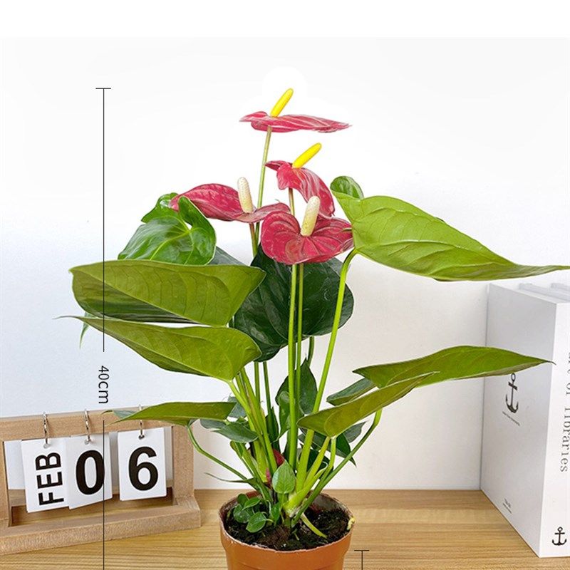 草本花卉观叶植物素材模板 草本花卉观叶植物图片下载 小麦优选