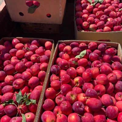 鸡心果正宗东北鸡心果新鲜海棠果甜脆大果小苹果10斤旗舰店特产