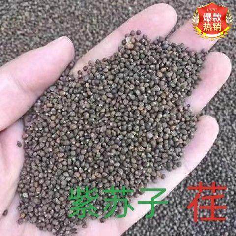 西北紫苏籽荏子500g甘肃黑荏天水特产黄土山地种植新货生紫苏子籽