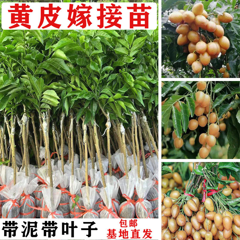 黄皮树苗嫁接鸡心黄皮苗黄皮嫁接苗基地直发带泥带叶发货南方种植