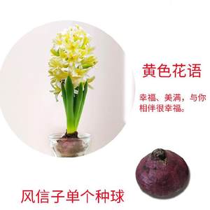 水仙紫色价格 水仙紫色图片 星期三