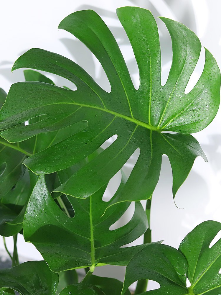 背景 壁纸 绿色 绿叶 盆景 盆栽 树叶 植物 桌面 750_1000 竖版 竖屏