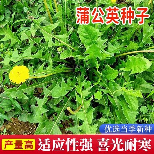 蒲公英种子蒲公英正品特级野生种子四季种植可食用婆婆丁种子盆栽