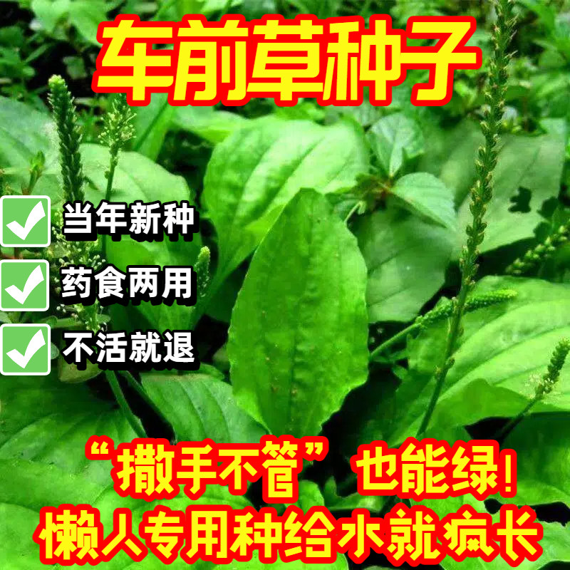车前草种子新产中药材种籽易种活