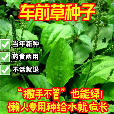 车前草种子新产中药材种籽易种活
