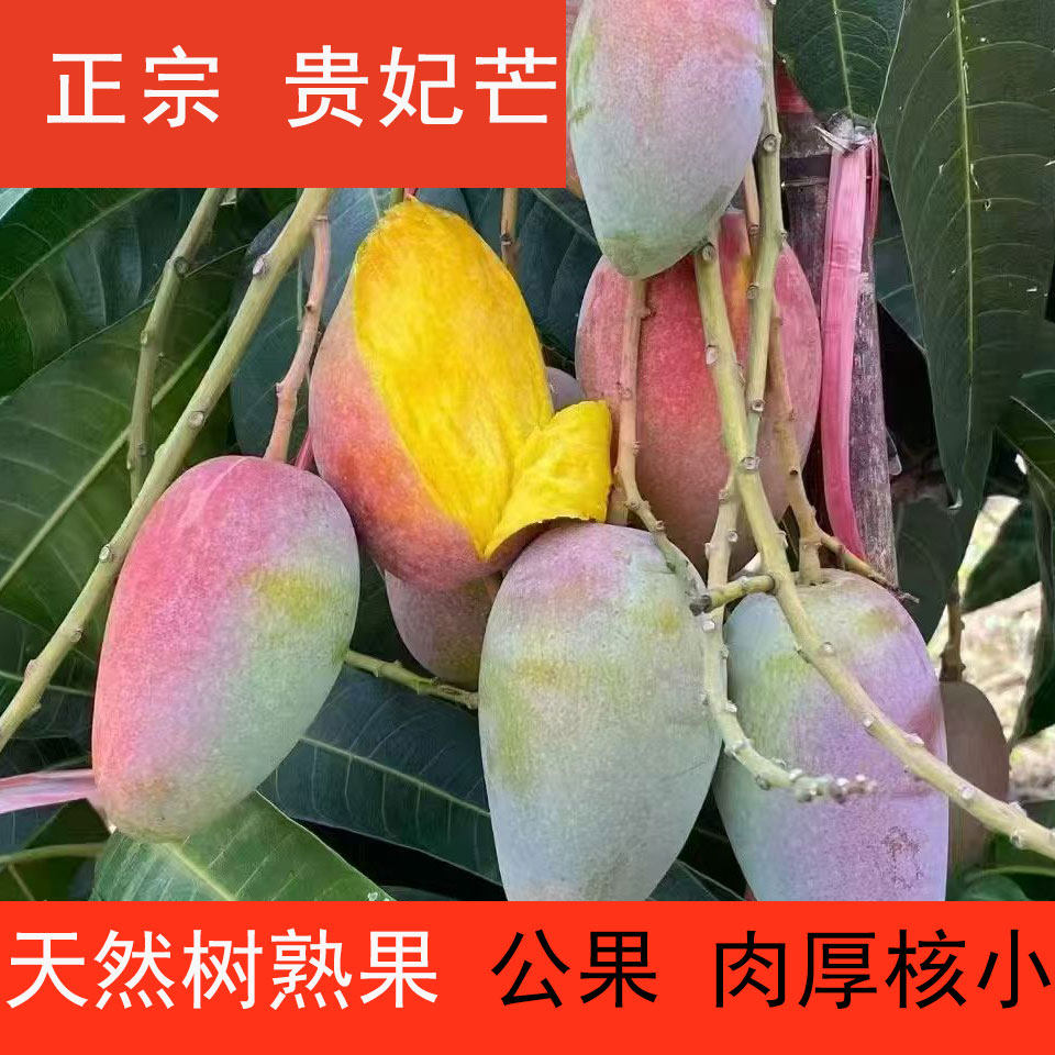 百色贵妃芒10斤广西芒果新鲜热带水果整箱特大甜心芒现摘彩虹芒5