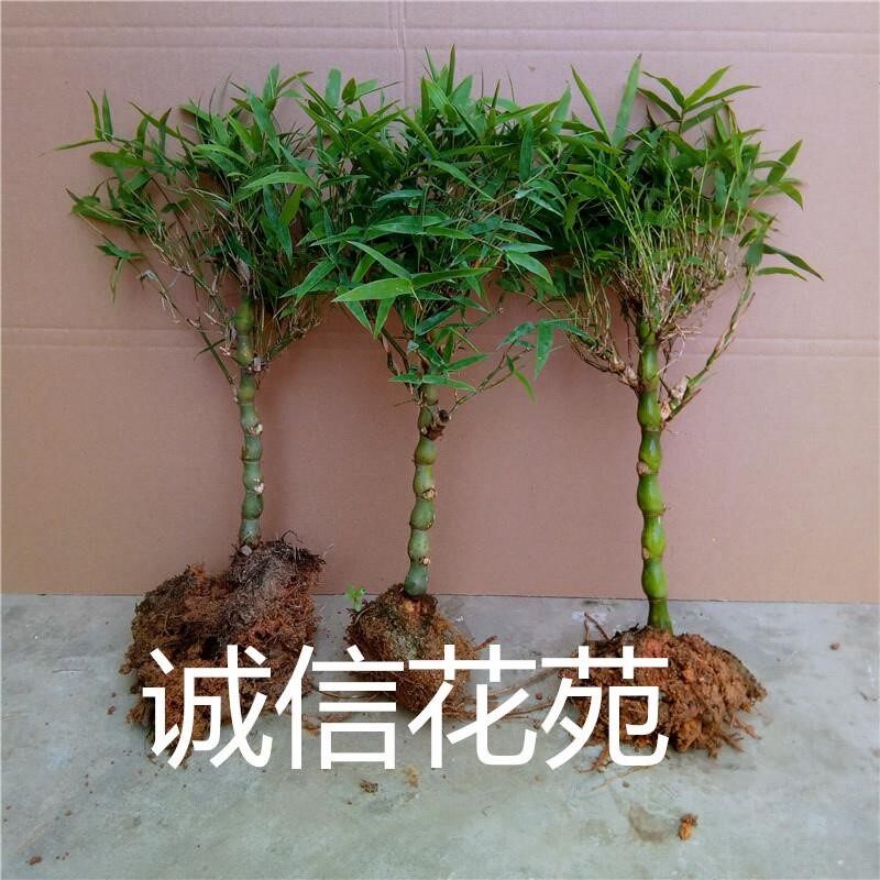 凤尾竹盆栽室内阳台盆景大佛肚竹观叶植物微型小米竹观赏小竹子苗