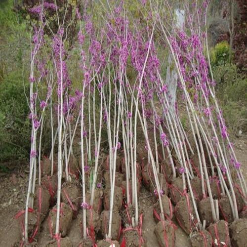 紫荆花直销满条红绿化树苗