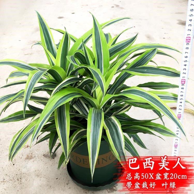 巴西美人盆栽金边龙血树室内客厅阳台四季常青花卉大植物净化空气