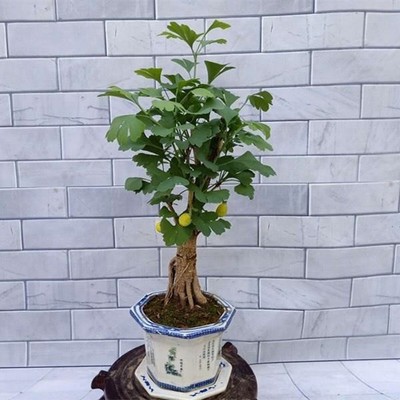 银杏微型盆景精小型树苗
