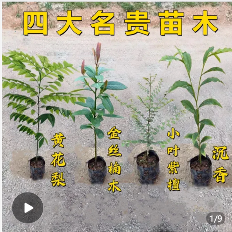 四大名贵苗木正宗金丝楠木图片