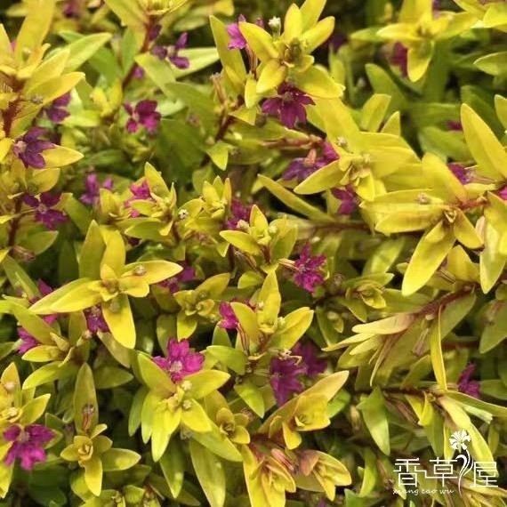 金叶雪茄花盆栽细叶满天星图片