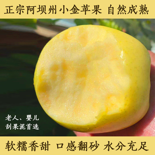 阿坝州小金苹果黄色翻砂刮果泥香甜大果粉苹果老人娃娃婴儿辅食
