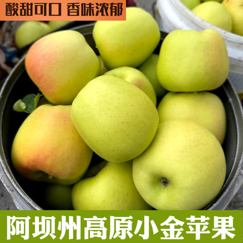 阿坝州小金苹果青绿新鲜香甜多汁