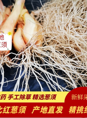 正宗陕北红葱须新鲜葱根