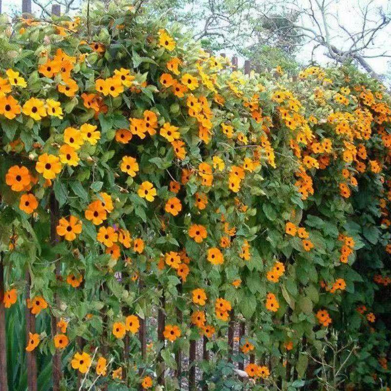 黑眼苏珊种子大花老鸭嘴翼叶山黑眼牵牛花籽爬藤垂吊攀附阳台盆栽,鲜花速递/花卉仿真/绿植园艺,时令草本花卉,淘宝优惠券,粉丝福利购,淘宝优惠卷