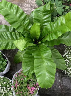 宽叶鸟巢蕨大叶鸟巢蕨泰国鸟巢蕨四季绿色室内绿植