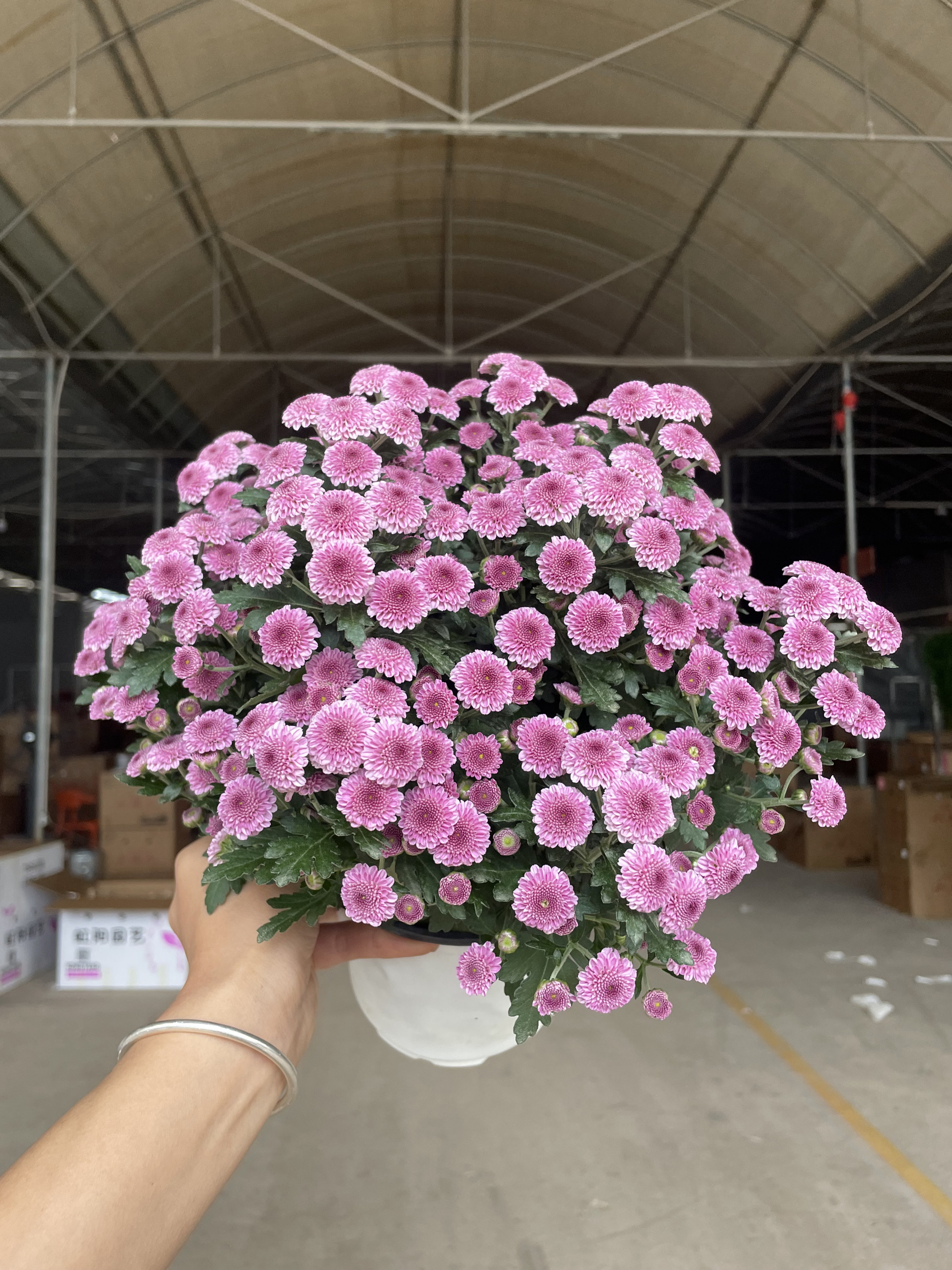 鲁一妮粉色菊花盆栽秋季开花