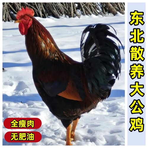 农家散养土鸡5斤大公鸡
