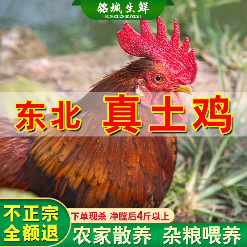 农家散养土鸡土公鸡东北溜达鸡农村笨公鸡现杀整鸡整只辣子鸡红烧