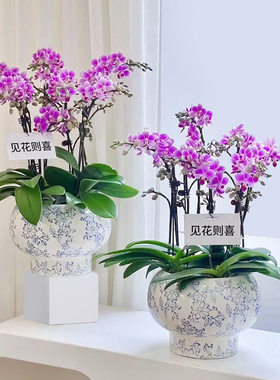 新中式青花瓷纹蝴蝶兰陶瓷花盆家用室内复古装饰瓷器绿植盆栽套盆