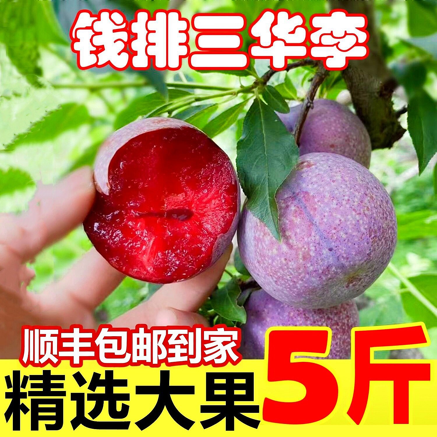 （顺丰包邮）钱排三华李酸甜红心李子当季孕妇水果广东信宜非广西