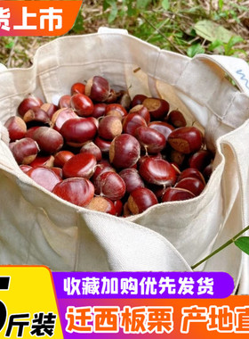 2025迁西带皮生板栗新鲜燕山油粒野生鲜毛栗子遵化鲜板栗小甘粟子