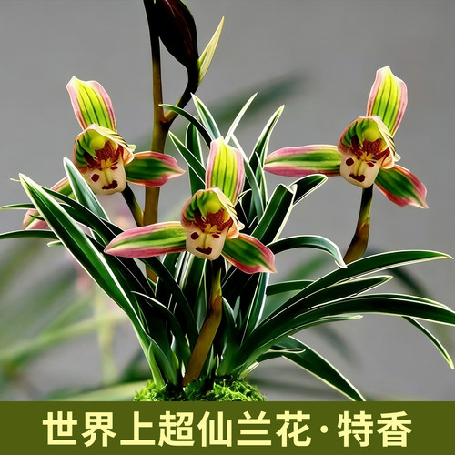 名贵浓香矮种金边兰花苗帝王妃