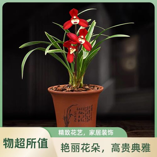 建兰金边圣荷兰花好养又好看