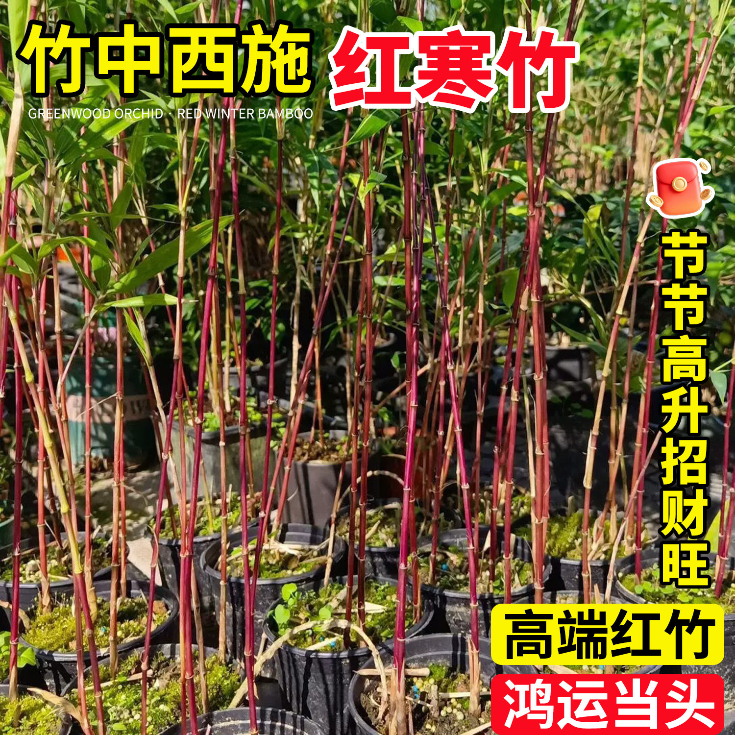 招财红寒竹高端红竹朱竹高档竹苗好养紫寒竹竹子室内阳台茶桌绿植