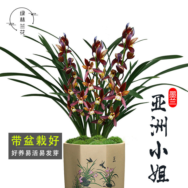 墨兰花苗 亚洲小姐 冬带花苞出售红花好养浓香花卉办公室内绿植物